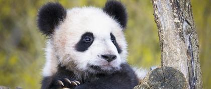 meteo Francia ZooParc de Beauval