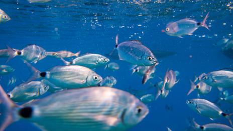 Découverte de la vie sous-marine au coeur des îles d'Or