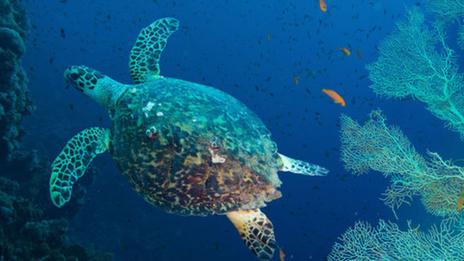 Une tortue retrouvée sur une plage du Morbihan