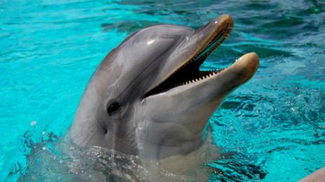 L'ex-dresseur de Flipper interdit de séjour au Japon