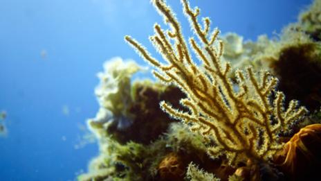 Explorer les océans avec l'équipage du Nautilus