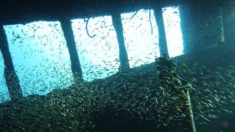 Plongée au coeur de l'épave du HMS Hermes