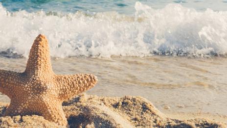 Les étoiles de mer : c'est quoi au juste ?