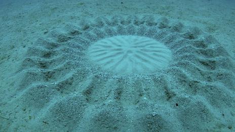 Le secret des crop circles sous-marins