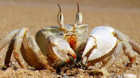 Connaissez-vous les différences entre le crabe, le tourteau et l'araignée de mer ?
