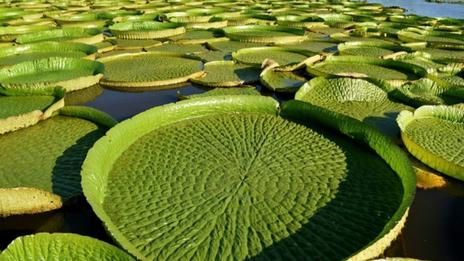 Paraguay : les touristes se pressent pour admirer des nénuphars géants