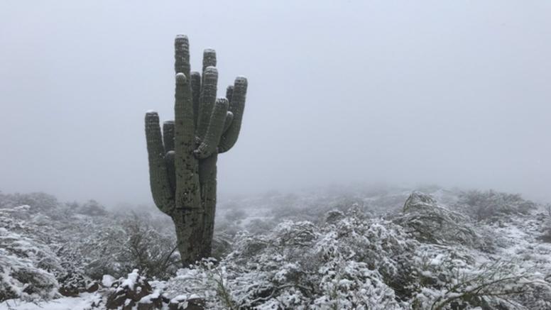 Le désert d'Arizona sous la neige