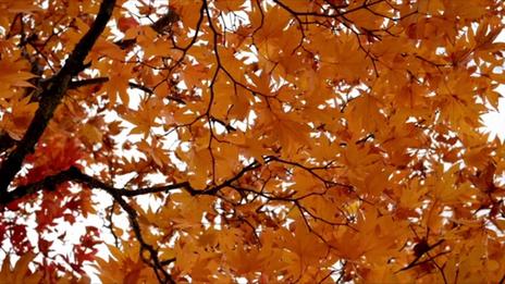 Pourquoi les feuilles changent de couleurs en automne ?