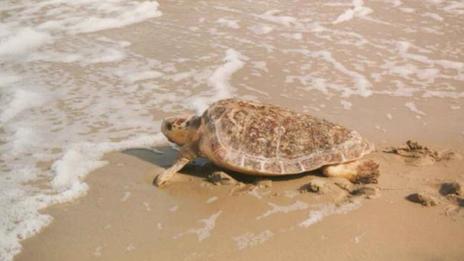 Une tortue marine vient pondre ses oeufs sur la plage publique de Fréjus