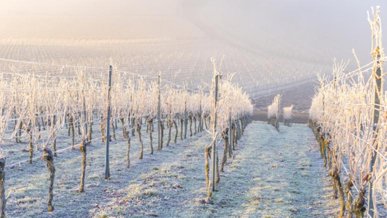 Froid et gelées en fin de semaine : faut-il craindre pour la végétation ?