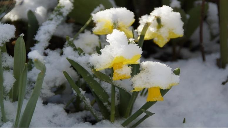 Coup de froid en première décade d'avril : est-ce rare ?