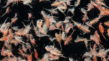 Le plancton, petite créature océanique à l'impact colossal