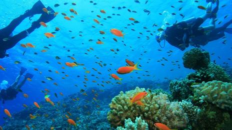 Péninsule du Yucatán : une séance de snorkeling à Cozumel