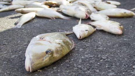 Une pluie de poissons au Texas