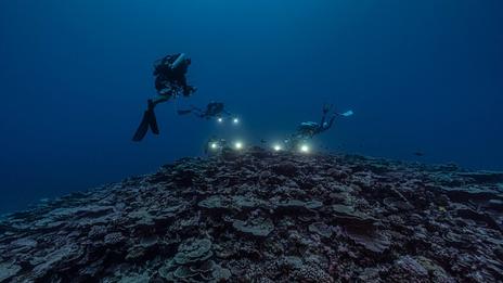 La photo de coraux géants d'Alexis Rosenfeld : l'espoir venu des fonds