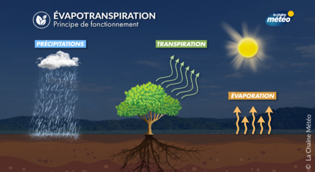 évapotranspiration Actualités France