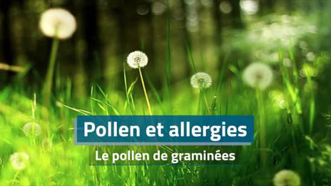 Allergies : les pollens de graminées débarquent