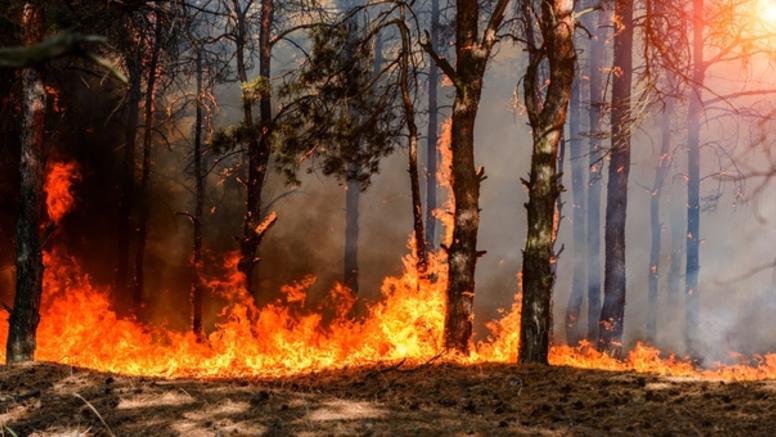 Incendies au Canada : vers un répit pluvieux cette semaine