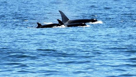 Halte à l'orque : réagissons !, cinquième partie