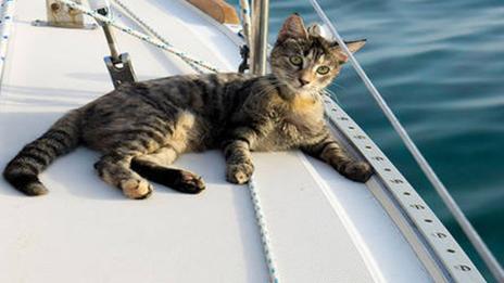 Le chat, meilleur ami du marin