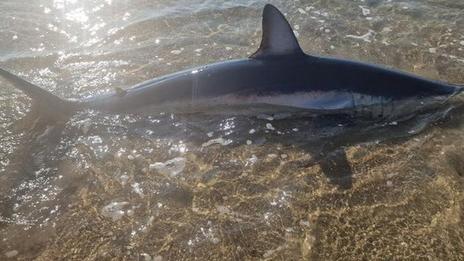 Hérault : un requin «mako» de deux mètres échoué sur une plage