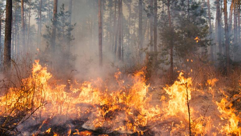 Grèce : la canicule et les incendies se poursuivent