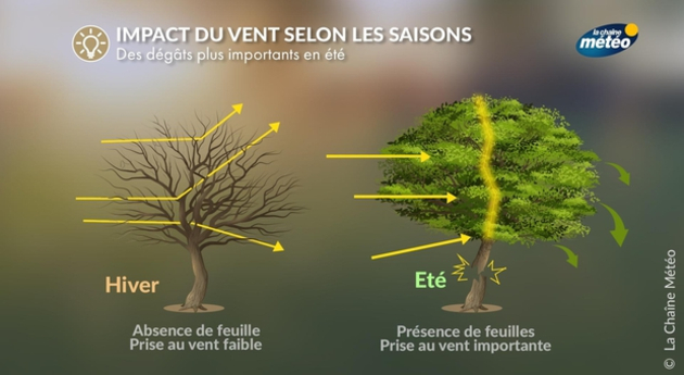 Les dégâts lors de coups de vent en été peuvent être plus importants qu Actualités France