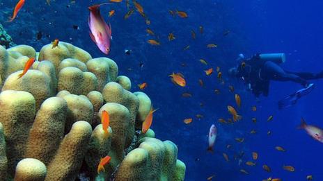 Plongée au Costa Rica : tout un monde à découvrir !