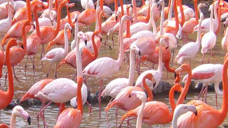 Flamants roses, tortues, cochons... Partez nager avec les stars des mers !