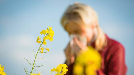 Pollen et allergies : la météo hivernale de ces prochains jours apportera un peu de répit aux allergiques