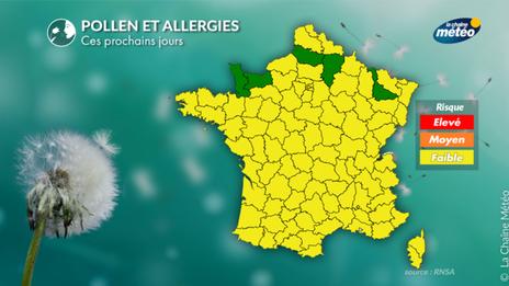Pollen et allergies : en mai, c'est le règne des graminées !