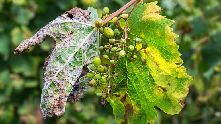 Printemps humide et multiplication des maladies : la saison 2024 s’annonce compliquée pour le secteur viticole