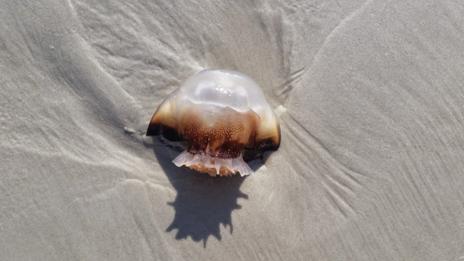 Les méduses ont envahi les plages de Calais