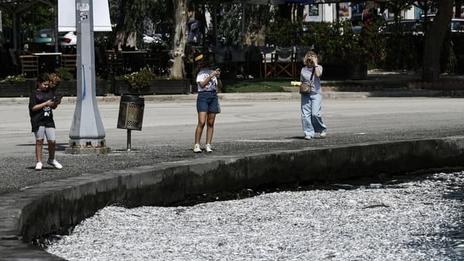 Grèce : le golfe de Volos face à une nouvelle catastrophe écologique, envahi par des poissons morts