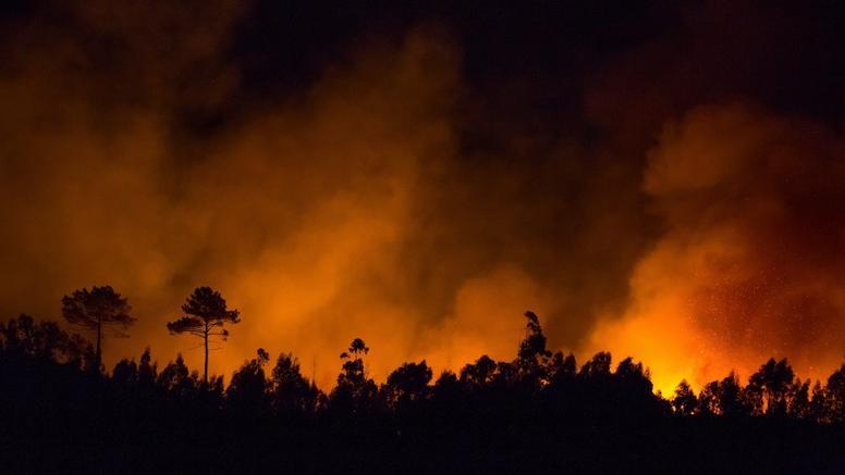 Incendies de forêt en Amérique du Nord et en Europe : un bilan alarmant selon Copernicus