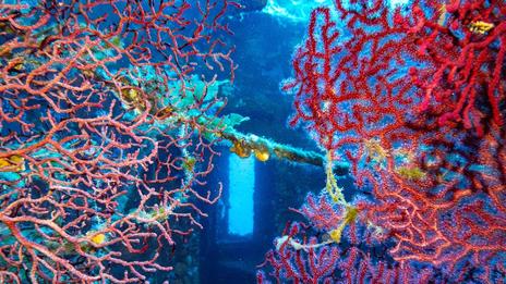 Plongée sur le Sagona dit Le Grec au large de Porquerolles