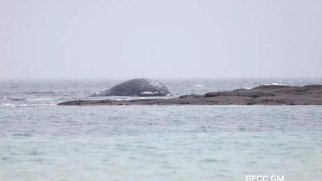Une baleine retrouvée morte sur une plage de la Manche