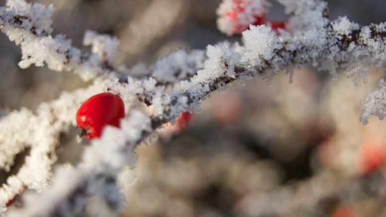 Premières gelées tardives cette semaine : quelles seront les régions concernées ?