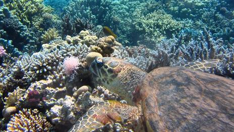 Aires Marines Protégées : remparts essentiels de la biodiversité en France