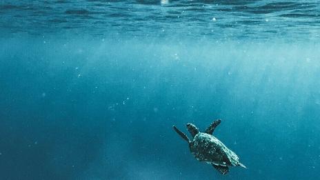 Il neige aussi sous l’eau : la fascinante « neige marine »