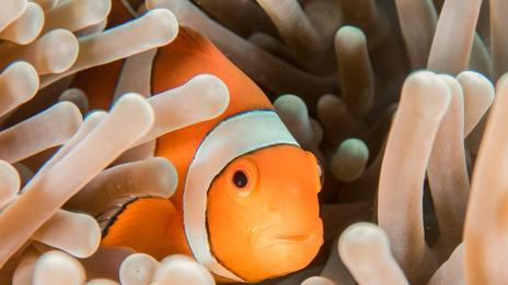 L’incroyable vie des poissons-clowns : symbiose avec les anémones et autres secrets fascinants