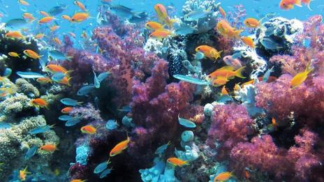 Le défi des coraux : comment contrer le blanchissement des récifs coralliens