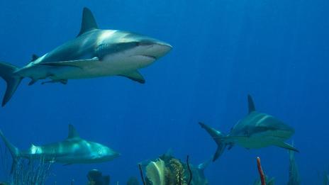Pourquoi les requins fascinent-ils autant certains humains ?
