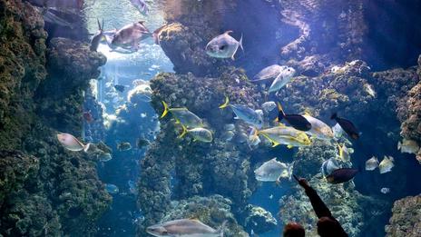 Les 6 aquariums les plus fascinants au monde pour découvrir des espèces rares