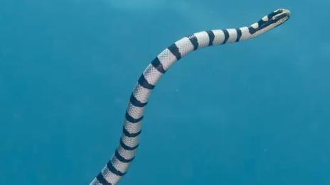 Bassin de Manapany : baignade interdite après la présence d’un serpent de mer