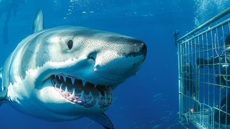 Plongée en cage avec des requins : une aventure hors du commun