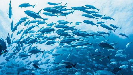 Thon rouge et quotas : la face cachée d’un business sous tension