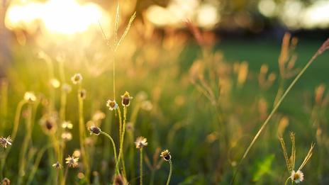 Avant-goût de printemps : pic de douceur pour ce vendredi