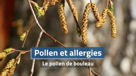 Le pollen de bouleau : un allergène redouté au printemps