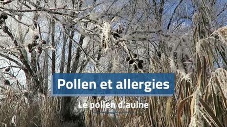 Allergie au pollen d'aulne : symptômes, période et influence météo